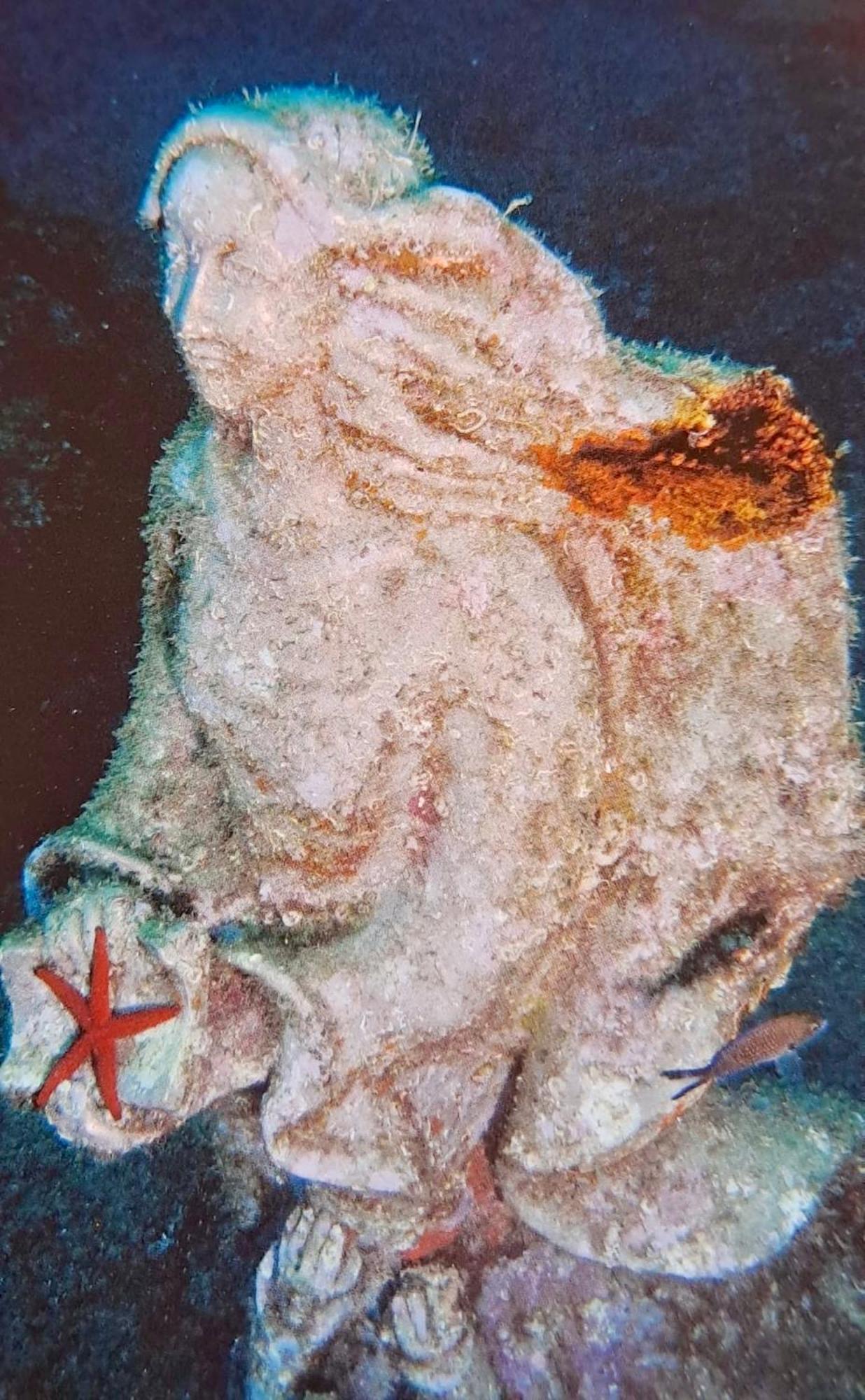 Appartamento Pitosforo Zoagli Esterno foto